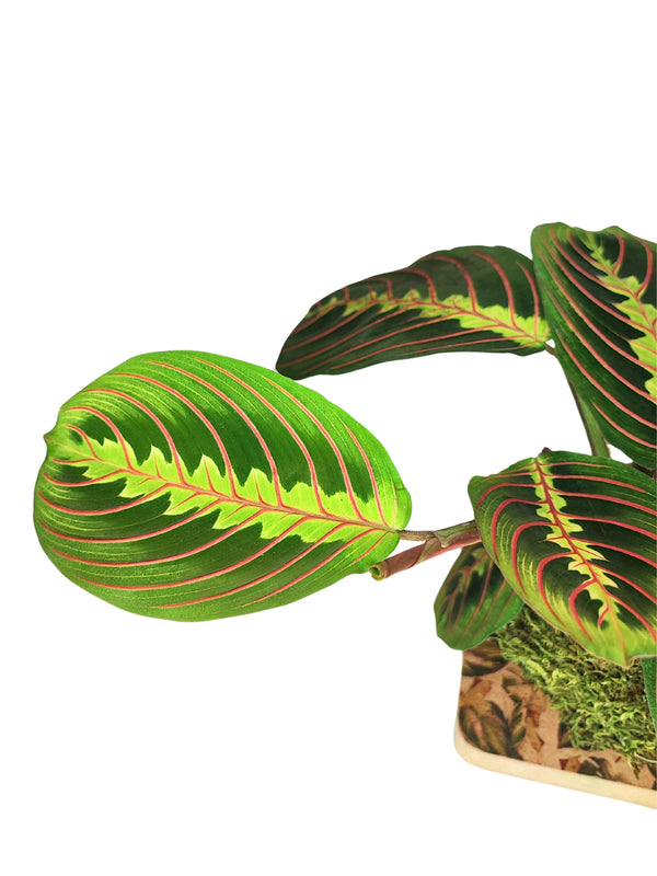 Maranta Tricolor in kokedama con foglie variegate verdi e rosse su sfera di muschio