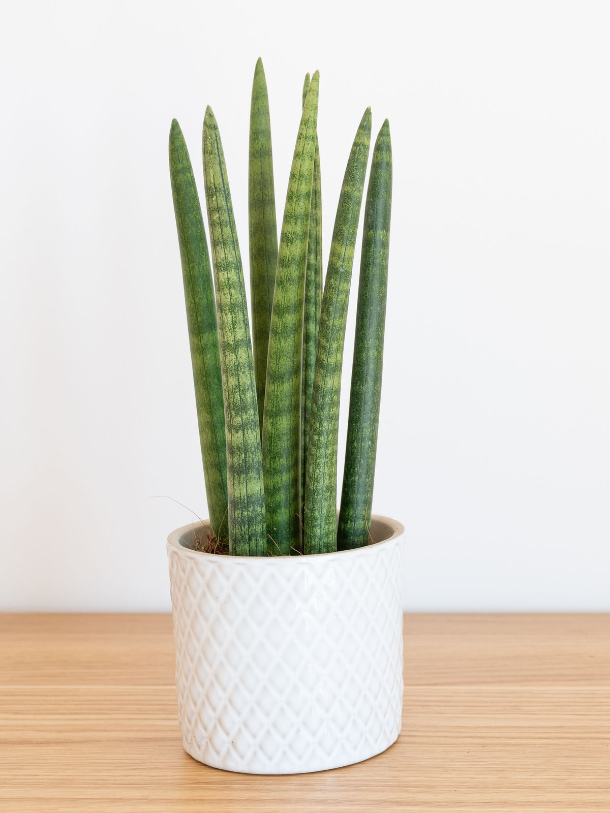 Le Meraviglie della Sansevieria Cylindrica Candle: Una Guida Completa per Scoprire il Fascino di Questa Pianta da Interni!