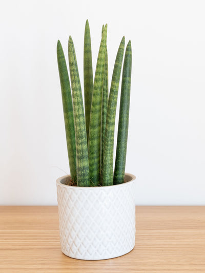 Les merveilles de la bougie Sansevieria Cylindrica : un guide complet pour découvrir le charme de cette plante d'intérieur !