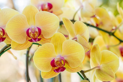 l'orchidée Phalaenopsis