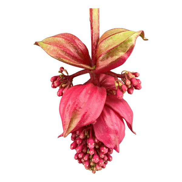 Medinilla Magnifica: La Regina Tropicale dai Fiori Rosa Pendenti | Guida Completa alla Cura
