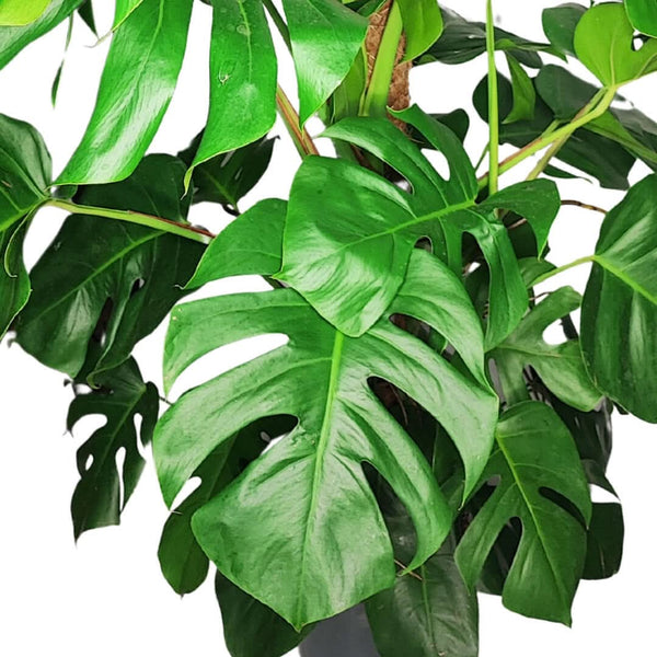 Monstera in vaso con foglie bucate, sostenuta da un tutore in muschio