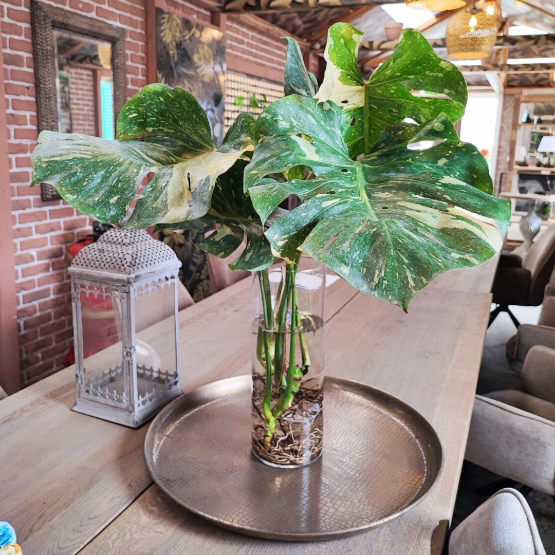 Idrocoltura per Monstera: La Soluzione Elegante I Giardini di Giulia  i  Giardini di Giulia