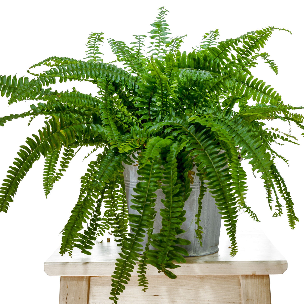 Nephrolepis exaltata: The Ballad of the Ferns, A History of Verdant Elegance