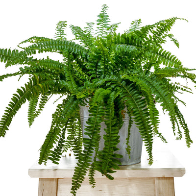 Felce Boston in vaso con fronde piumate verde brillante ricadenti