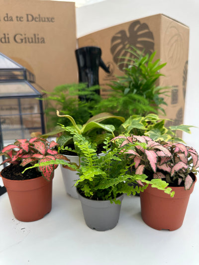 Terrarium in vetro con piante verdi a bassa manutenzione, muschio e substrato a strati