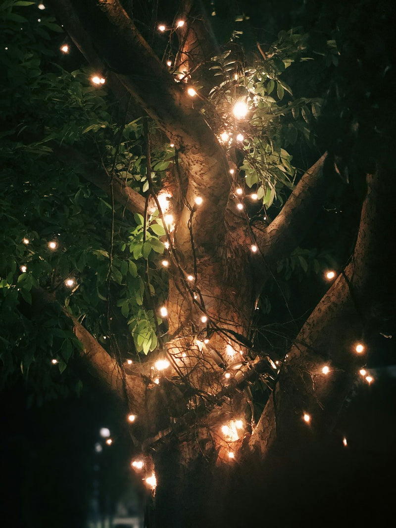 Piante e Luce: Scoprire il Bisogno di Illuminazione delle Piante - i Giardini di Giulia