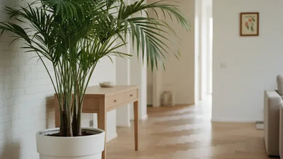 Plantes pour l’entrée de la maison : la verdure qui vous souhaite la bienvenue (et les 8 espèces qui fonctionnent vraiment)