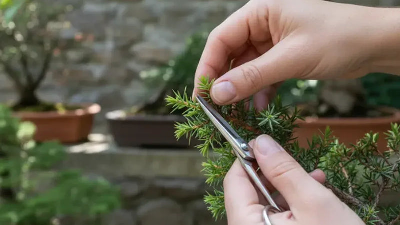 Mani esperte che eseguono la selezione dei germogli su un bonsai di ginepro