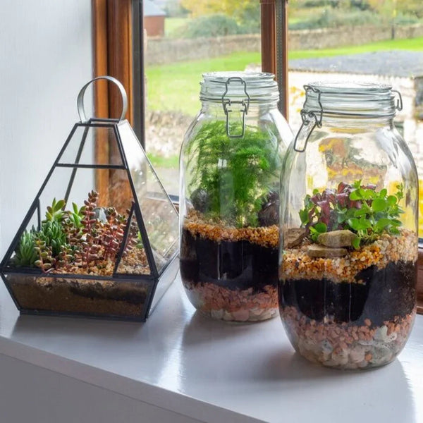 Terrarium de plantes vertes : Guide complet d'entretien 