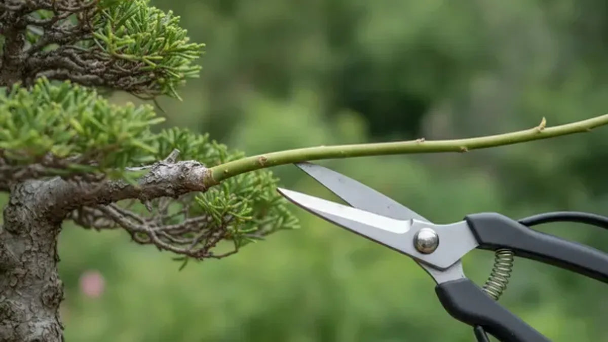 Potatura di mantenimento bonsai: dove tagliare e cosa lasciare