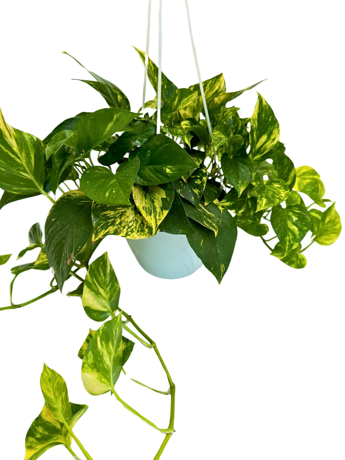 Pothos (Scindapsus Aureus): La Guida Completa alla Pianta da Appartamento Perfetta per Design e Benessere