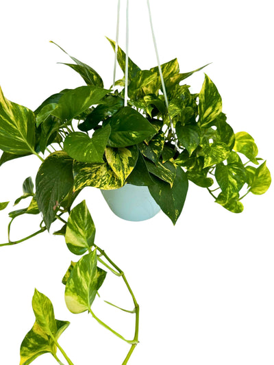 Pothos (Scindapsus Aureus): La Guida Completa alla Pianta da Appartamento Perfetta per Design e Benessere