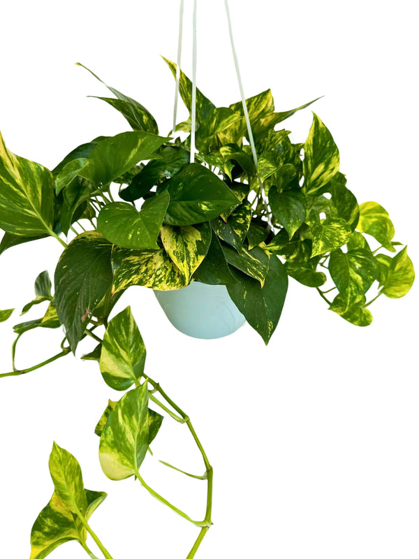 Pothos (Scindapsus Aureus): La Guida Completa alla Pianta da Appartamento Perfetta per Design e Benessere