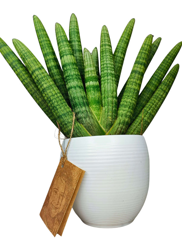 Sansevieria Cylindrica: L’Eleganza Scultorea che Sfida il Tempo e la poca manutenzione.