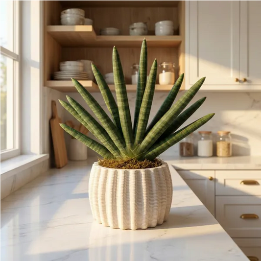 Pianta si sansevieria cylindrica in un vaso di ceramica Bianco 