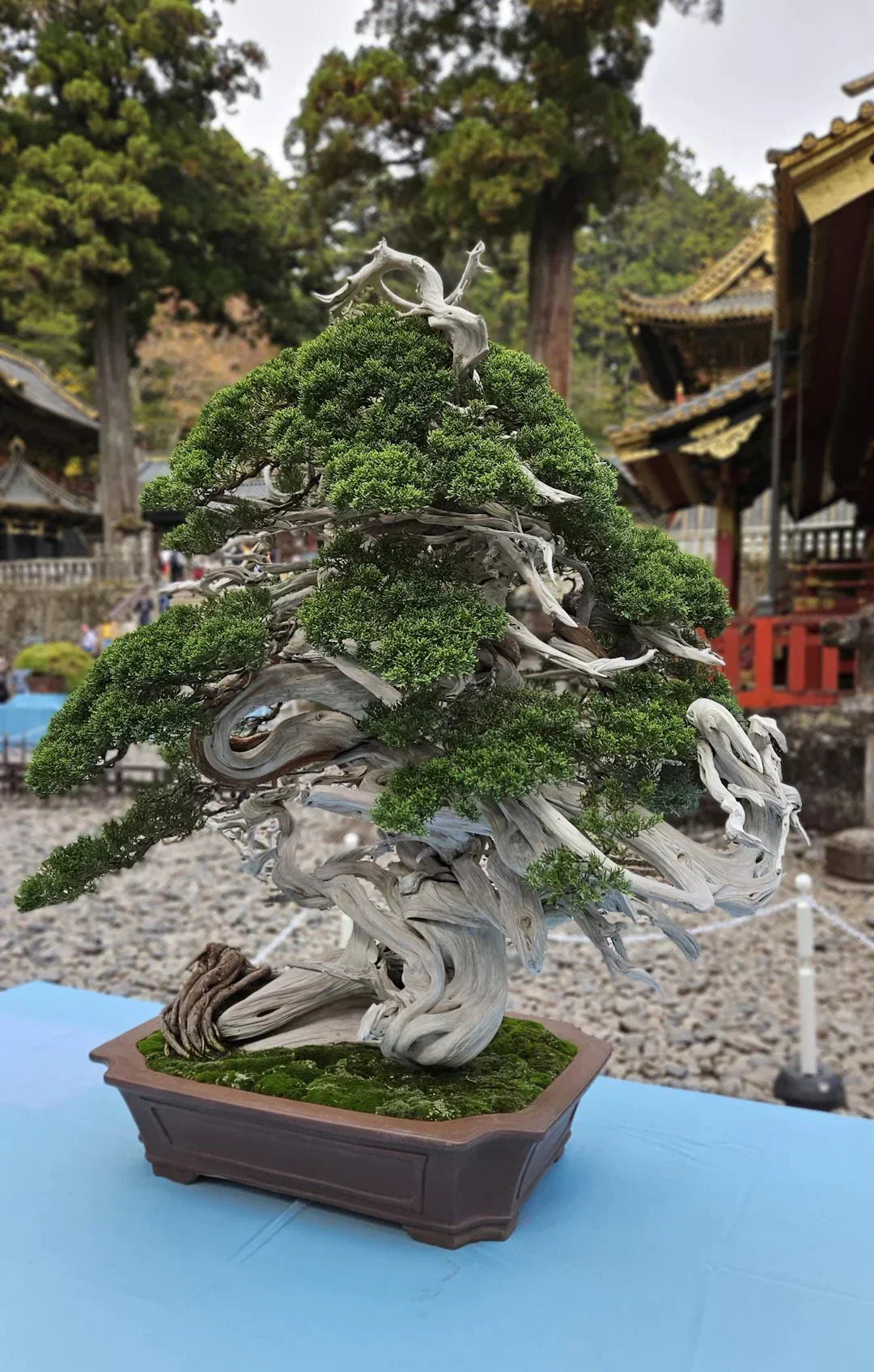 Bonsai Ficus: Guida Completa alla Cura e Tendenze 2025  i Giardini di  Giulia