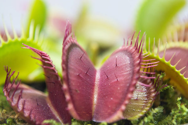 Découvrez la Dionea Muscipula : Plante carnivore