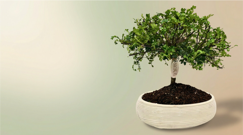 Pianta di bonsai di pepe in vaso ceramica bianco, I Giardini di Giulia