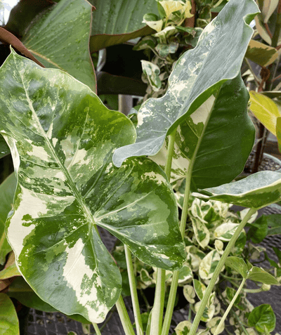 Alocasia Macrorrhiza Camouflage con grandi foglie screziate di verde e crema