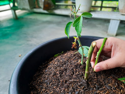 Mano che pianta una talea verde in un piccolo vaso di terriccio