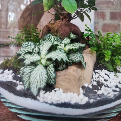 Guida Completa alla Cura e Manutenzione del Tuo Terrarium di Piante Verdi