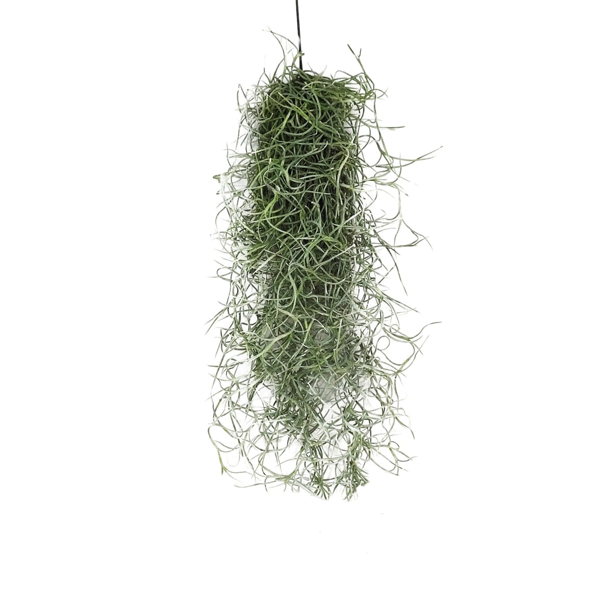 Tillandsia usneoides : La fille magique du vent qui vit d'air et purifie votre maison