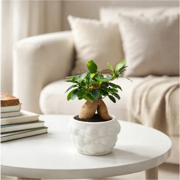 Faveurs de mariage avec des plantes : le guide définitif pour un souvenir vivant et durable