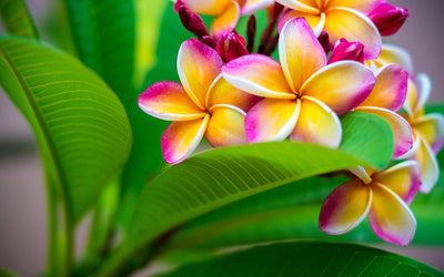 Plumeria : Le Guide Complet 2026 | Culture, Variétés et Secrets