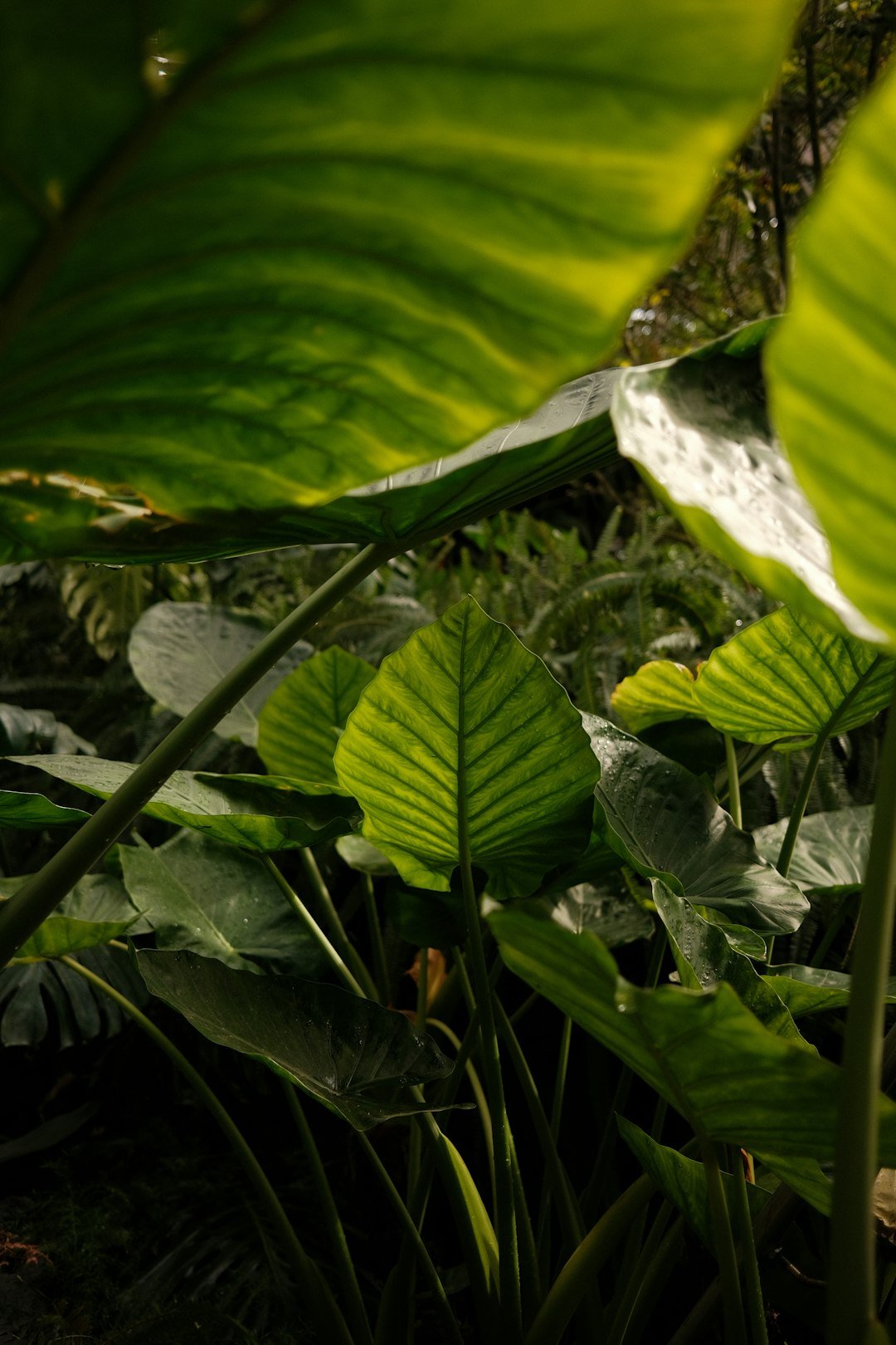 Humidité contrôlée : pourquoi c'est essentiel pour vos plantes