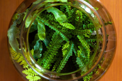 Ventilation : le secret d'un terrarium sain