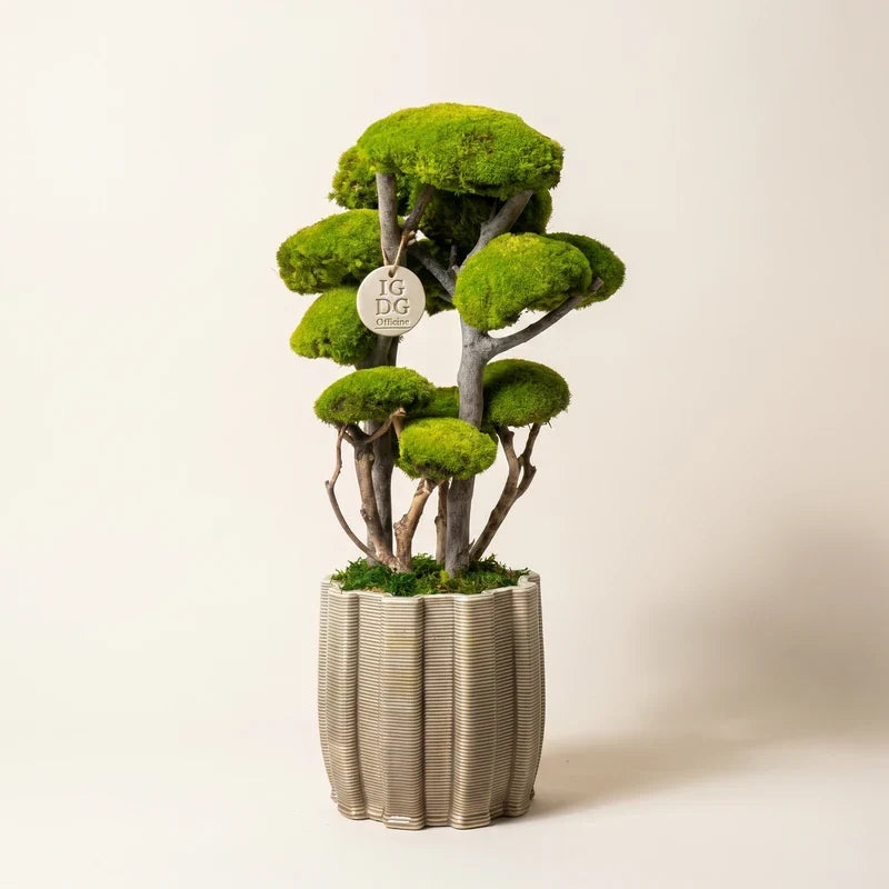 Bonsai Kumori 60 cm in muschio naturale stabilizzato, fotografato in ambiente studio su sfondo neutro — I Giardini di Giulia