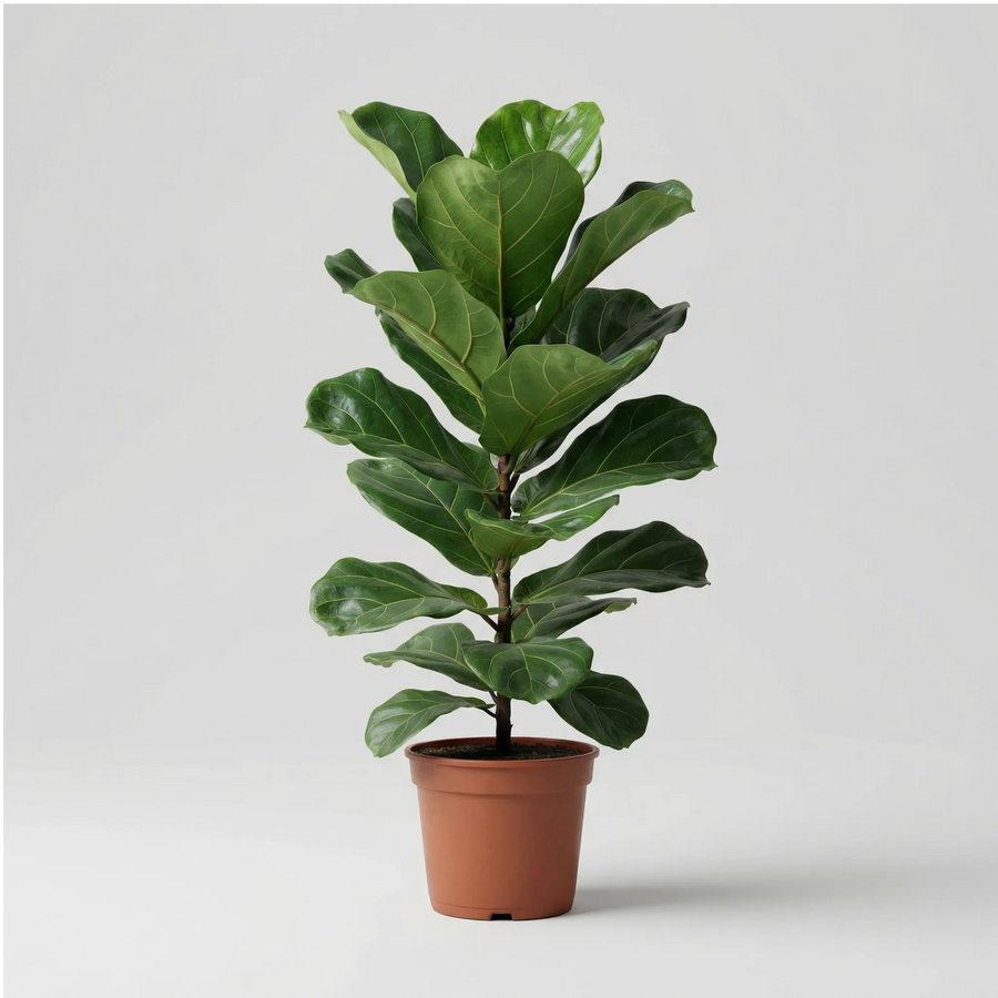Ficus Lyrata 90 cm - pianta da interno con foglie a violino su sfondo neutro, pronta per la spedizione