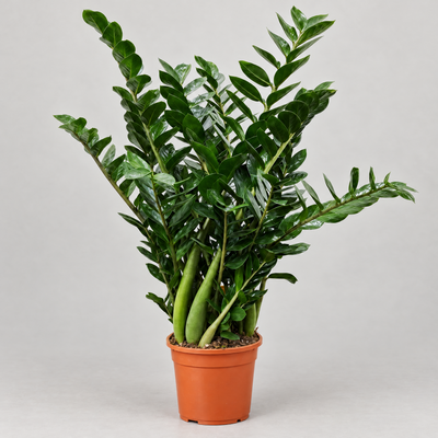Zamioculcas zamiifolia D.17 H.80 cm