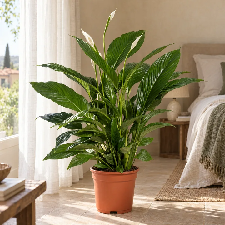 Spathiphyllum Vivaldi D.19 H.75 cm