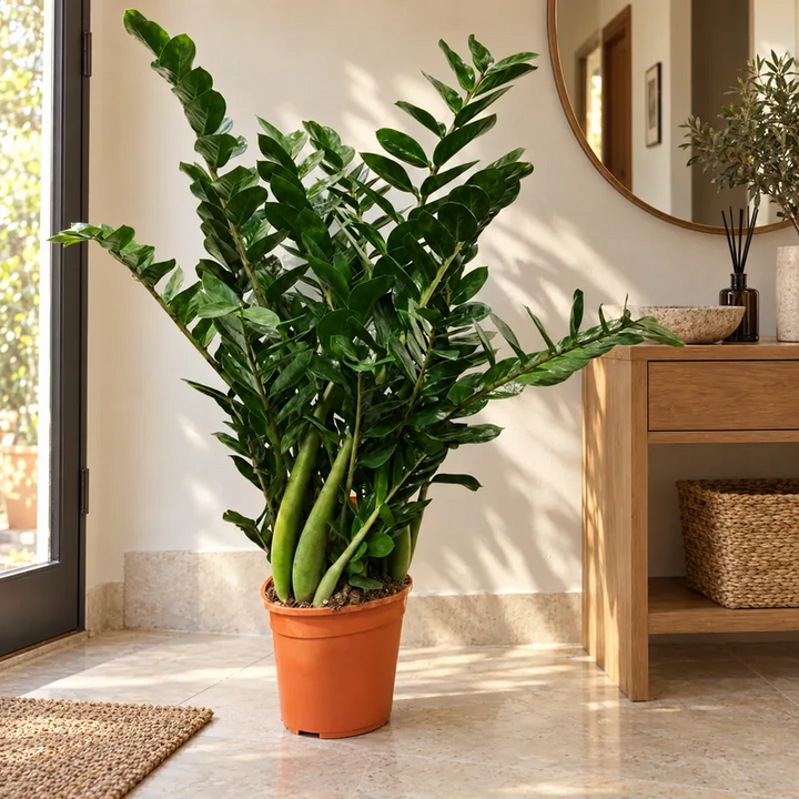 Zamioculcas zamiifolia in vaso arancione in un ingresso luminoso con specchio