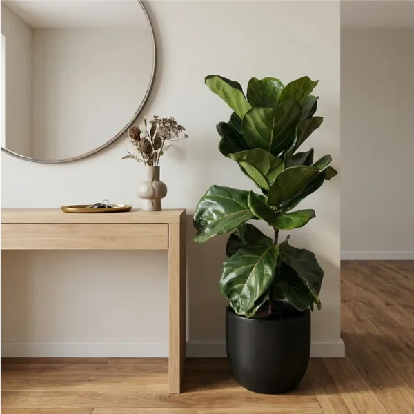 Ficus Lyrata pianta da interno - in vaso nero nell'ingresso di casa, con luce naturale