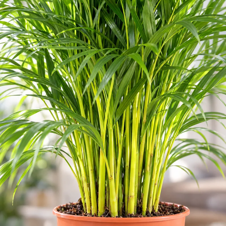 Dettaglio dei fusti verde-giallo e delle fronde della palma Areca (Dypsis lutescens)