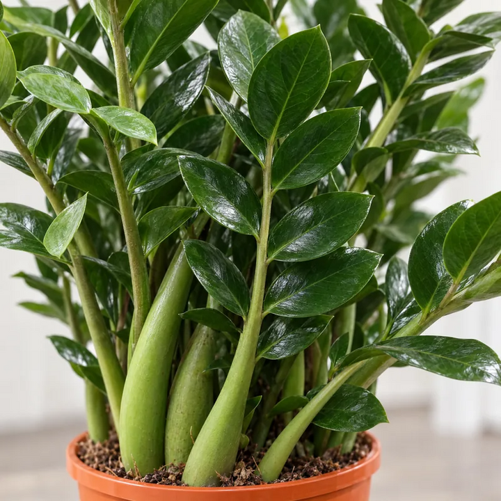 Dettaglio dei fusti e delle foglie lucide verde scuro della Zamioculcas zamiifolia