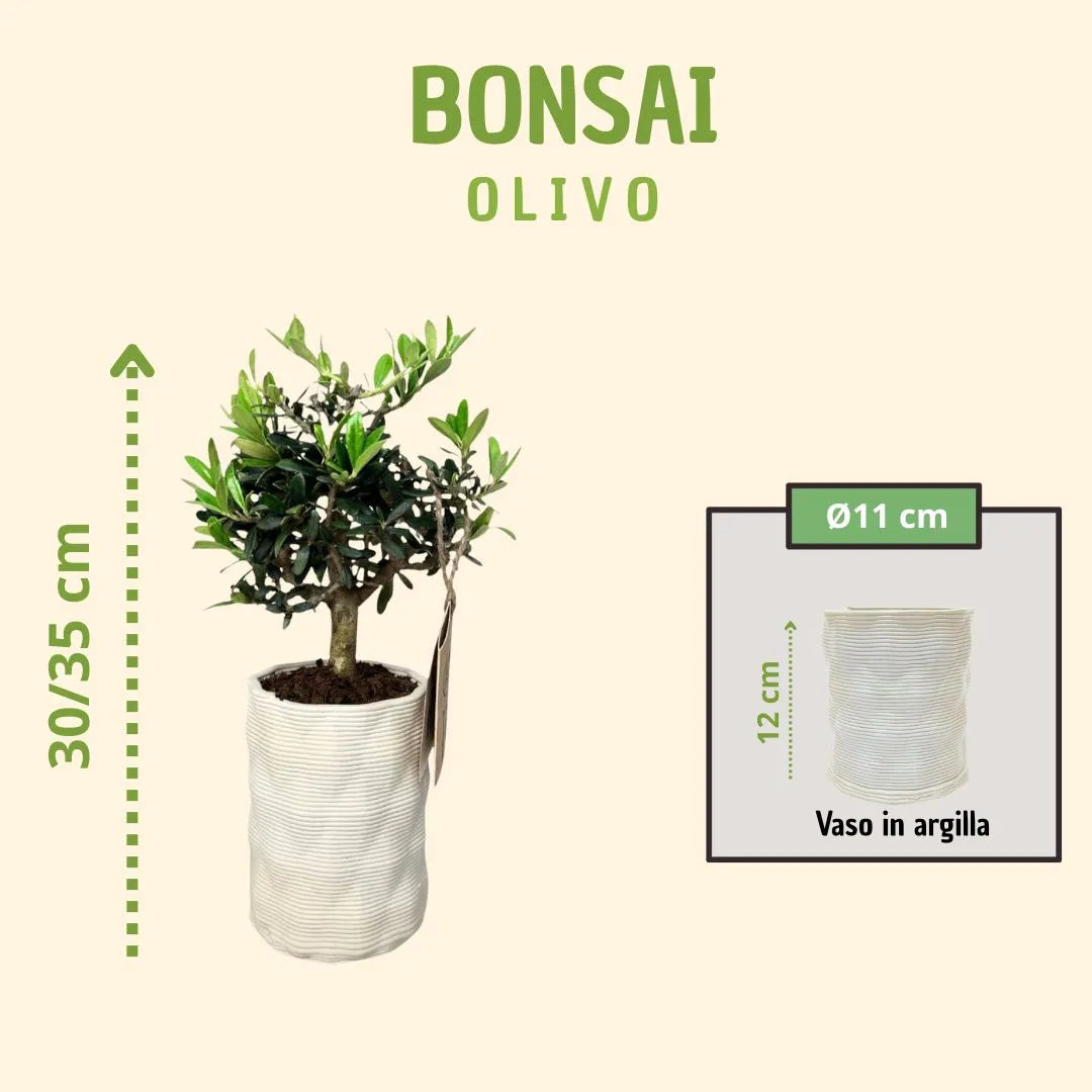Bonsaï d'olivier en pot Andromède avec coffret cadeau