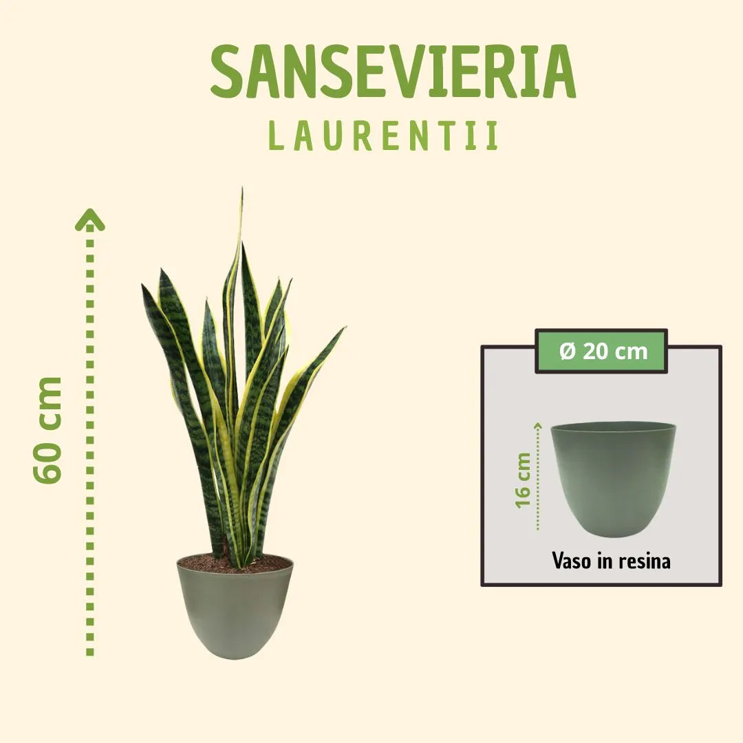 Sansevieria Laurentii H.60 avec boîte cadeau