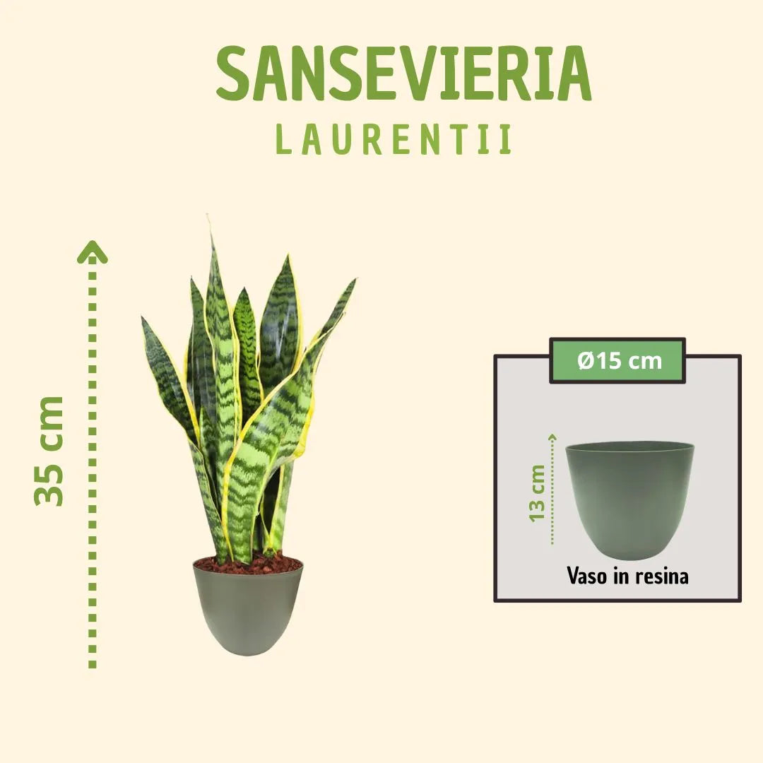 Sansevieria Laurentii H.35 avec boîte cadeau