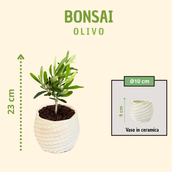 Bonsaï d'olivier en pot mignon avec boîte cadeau