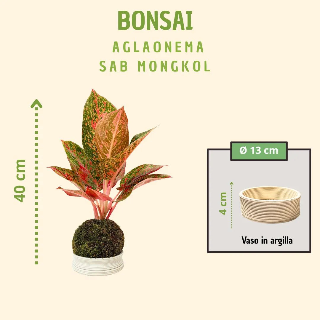 Kokedama Aglaonema Sab Mongkol avec boîte cadeau