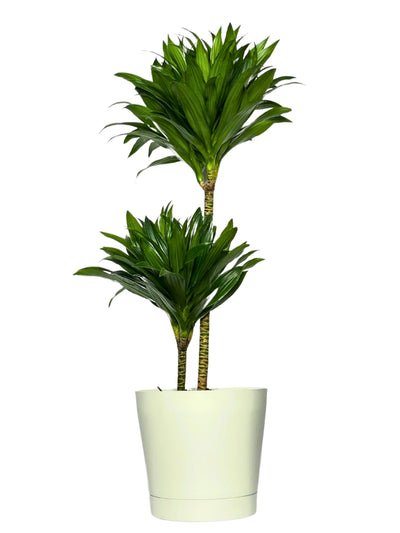 Dracaena Compacta H.100 cm a due tronchi