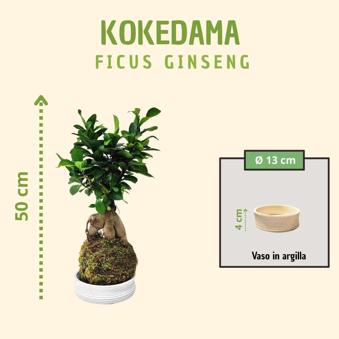 Kokedama Bonsaï Ficus Ginseng avec boîte cadeau