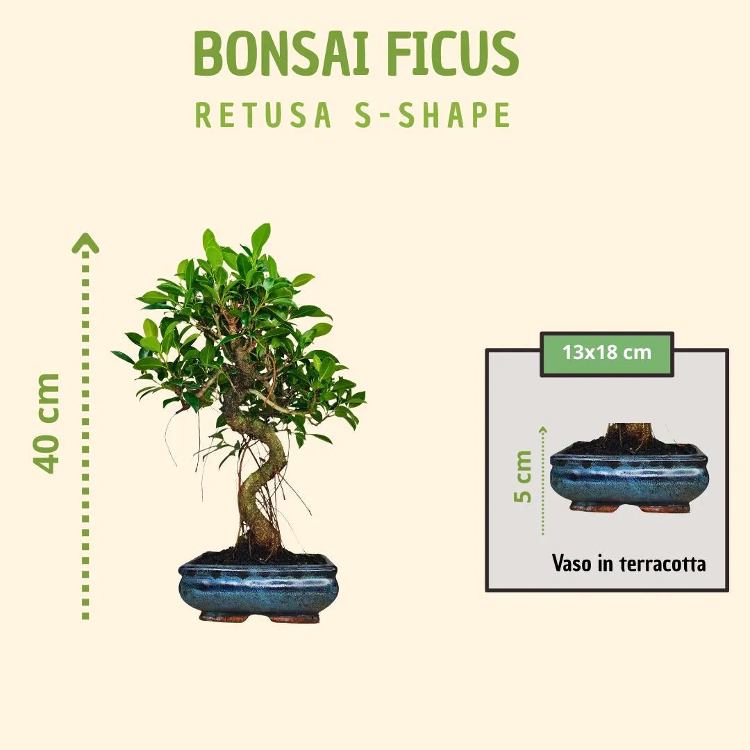 Bonsaï Ficus Retusa forme en S avec boîte cadeau