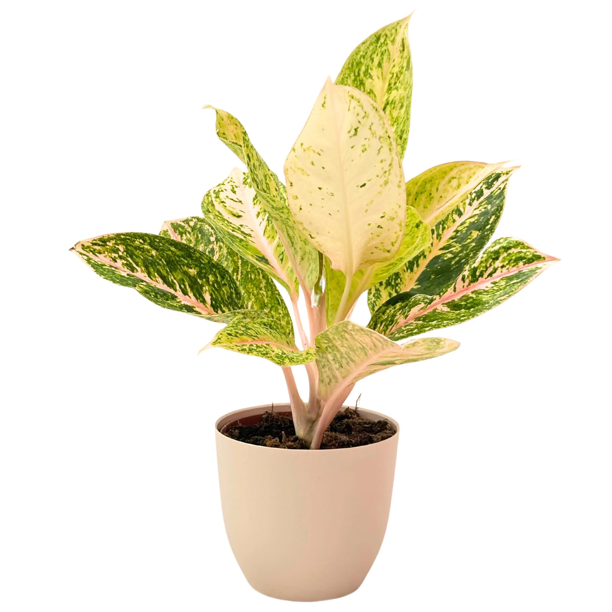 Peperomia Caperata con maceta blanca