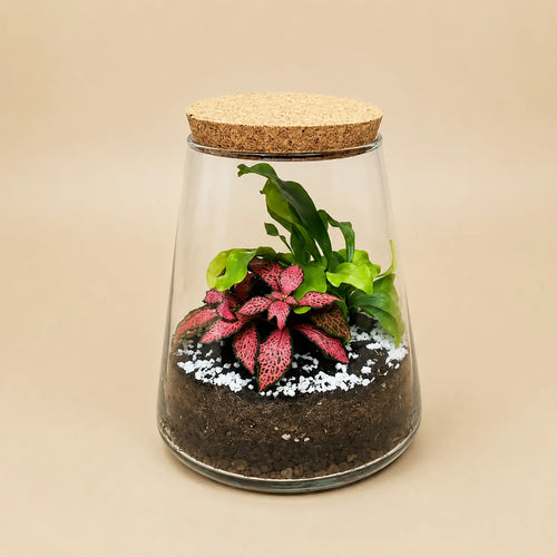 Terrarium Eco Chic in vetro con piante verdi e substrato, vista d'insieme