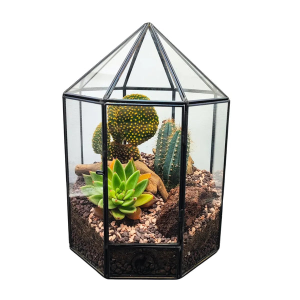 Plantes succulentes de terrarium dans une serre pyramidale